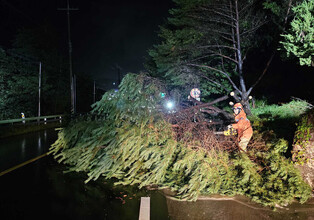 Collapsed tree following heavy rain