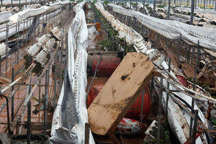Strawberry farm ravaged by rain