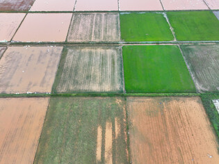 Rice paddies flooded after heavy rain