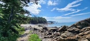 "멸종위기종 보호"…태안 학암포∼구례포 탐방로 예약제 전환