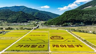 꽃길 지나 황금 들녘을 걷다…정선 오음봉 트레킹 대회