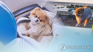 댕댕이와 함께 배 타고 제주 여행하면 3만원 받는다