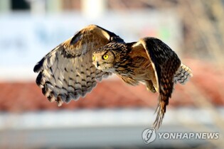 대전오월드, 천연기념물 맹금류 8마리 자연 방사