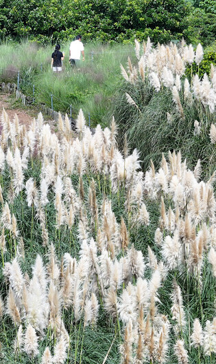 Autumn flower garden