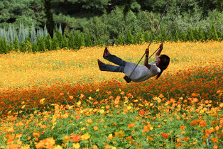 Swinging on cosmos flower field