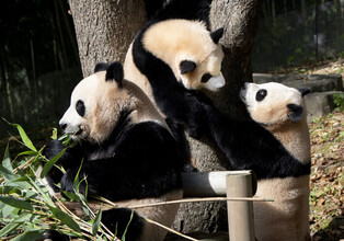 Pandas enjoy autumn weather