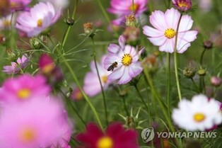 화순 고인돌 가을꽃 축제 18일부터 열흘간 개최