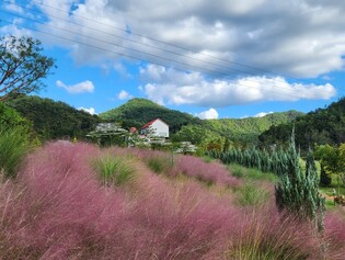 영월 동서강정원 연당원서 국화축제 9일 개막