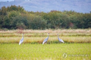 '겨울나기 왔어요' 올해도 철원평야 찾은 겨울진객 재두루미