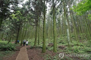 '숲길 걸으멍 음악 들으멍' 제주 교래 지질트레일 11일 개막