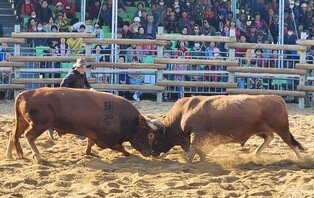 보은 민속 소 힘겨루기 대회 16∼20일 열려