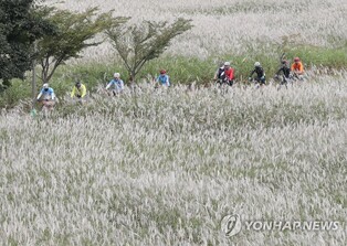 '울산 태화강 가을명소' 물억새 군락지 알린다…생태체험장 운영