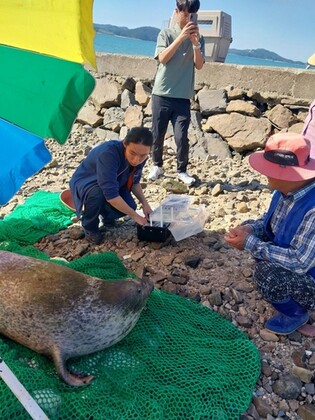 충남 서산서 발견된 천연기념물 점박이물범…결국 폐사(종합)