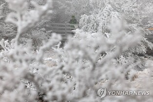 버스 타고 한라산 설경 어때?…12월 21일부터 운행