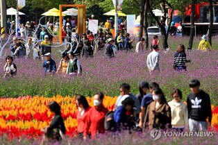 인제 가을꽃축제 19만명 방문 '대박'…지역경제도 '활짝'