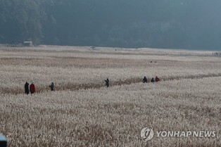 '새 보고, 갈대 보고' 순천만갈대축제 개최