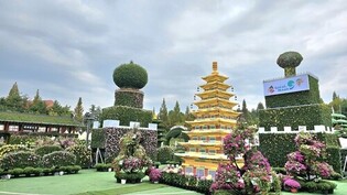 Crowds Hail Autumn at 'Iksan Ten Million Chrysanthemum Festival'
