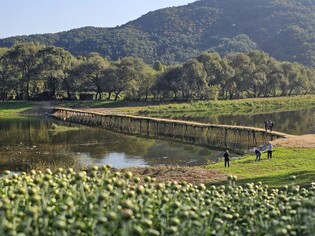 '자연과 전통의 가치' 영월 판운 섶다리 문화축제 26일 개최