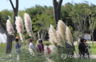 태화강국가정원 가을축제 25∼27일 개막…"가을꽃 장관 즐겨요"