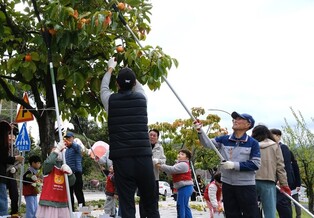 '풍요로운 결실의 계절' 영동서 가로수 감 따기 시작
