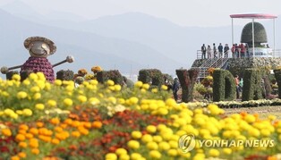 마산 앞바다 배경 각양각색 국화꽃 넘실대는 국화축제 개막