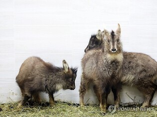 겨울 산양 집단폐사 막는다…ASF 차단 울타리 추가 개방