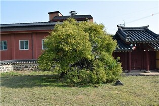 충남 부여 석성동헌 탱자나무, 천연기념물로 지정