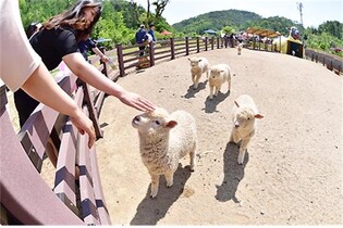 9월 강원관광 '패밀리 캠핑'이 떴다…가족 단위 관광객 몰려