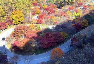 Autumn foliage