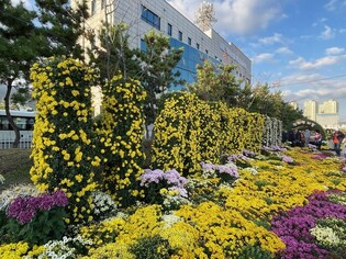 '바다 배경 오색국화 향연' 마산 국화축제에 75만6천명 다녀가