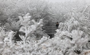 제주 '한라산 설경버스'→'한라눈꽃버스'로 명칭 변경