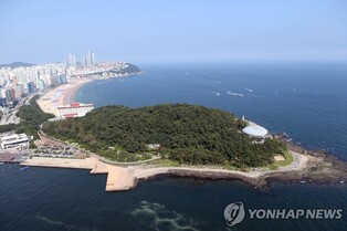 부산 동백섬에 대나무 군락이 해송 밀어내…"관리 강화해야"