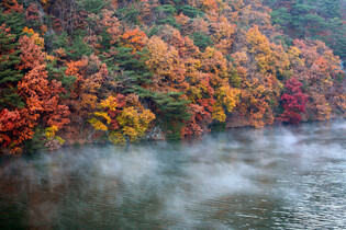 Trees changing colors by Lake Soyang