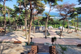 도심 소나무 숲에서 캠핑…남원 교룡공원에 야영장 개장
