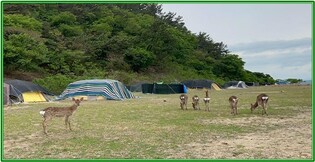 사슴과 함께 수려한 풍광 감상…진해 소쿠리섬 캠핑 명소 입소문