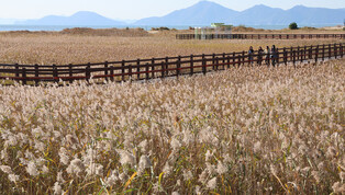 Autumn reeds