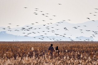 세상 흑두루미 절반이 여기에…'탐조 성지' 전남 순천만