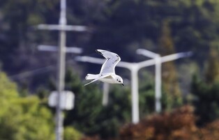 '멸종위기종이네'…울산 태화강 하구 찾는 희귀 겨울 철새들