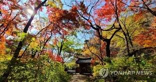 '신들의 숲' 원주 성황림, 생태관광지역 선정…강원 7번째