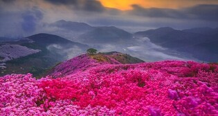 'Azalea Landmark' Mount. Yeongchwisan, Heungguksa Temple Designated as Scenic Site