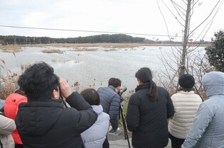 세계자연유산 서천갯벌서 7∼8일 철새 탐조투어