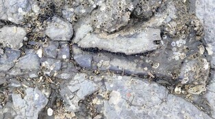 여수서 공룡 뼈 화석 60점 발견…내년부터 발굴·연구 나선다