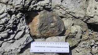 Dinosaur fossil