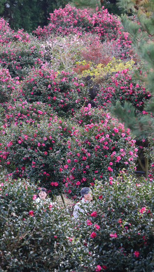 Camellia flowers