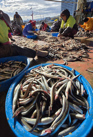 Sand lance season