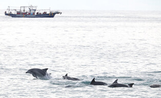 Bottlenose dolphins off Jeju