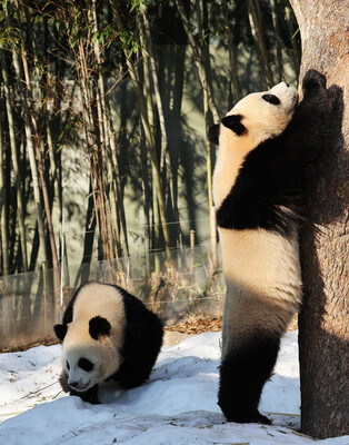 S. Korea-born twin giant pandas