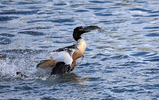 Merganser catches fish