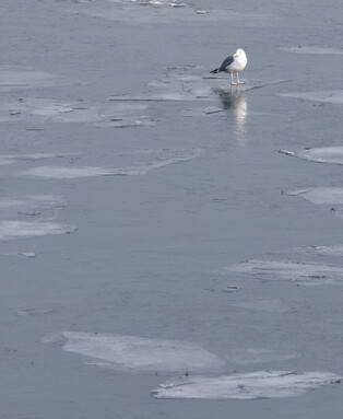 Han River begins to freeze