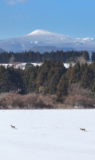 Roe deer on Jeju